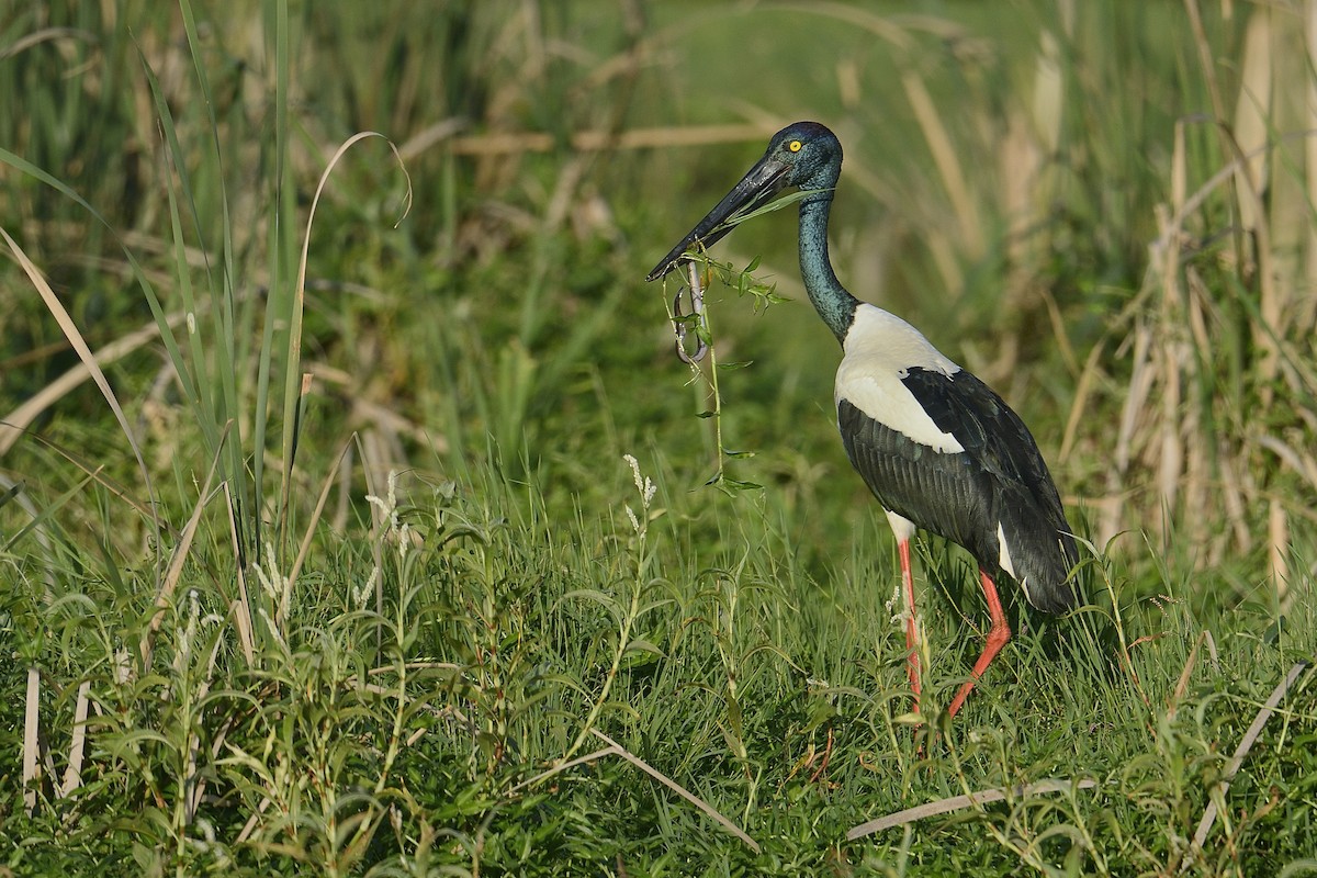 Black-necked Stork - ML448832721