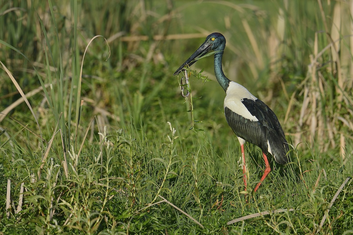 svarthalsstork - ML448832721