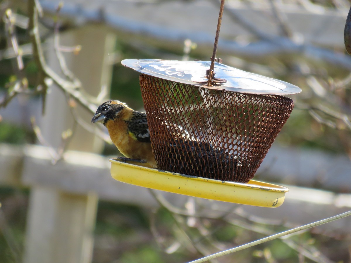 Black-headed Grosbeak - ML448836171