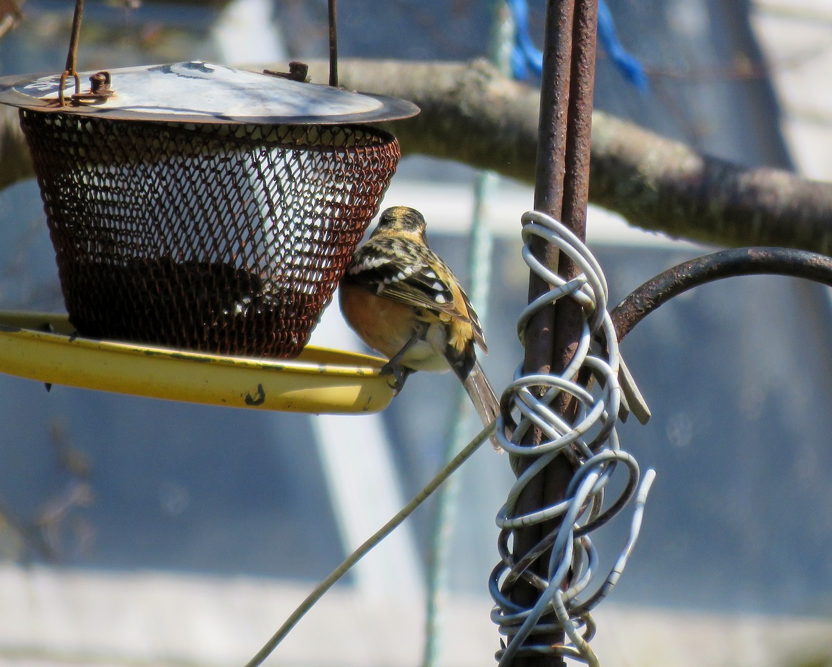 Black-headed Grosbeak - ML448836561