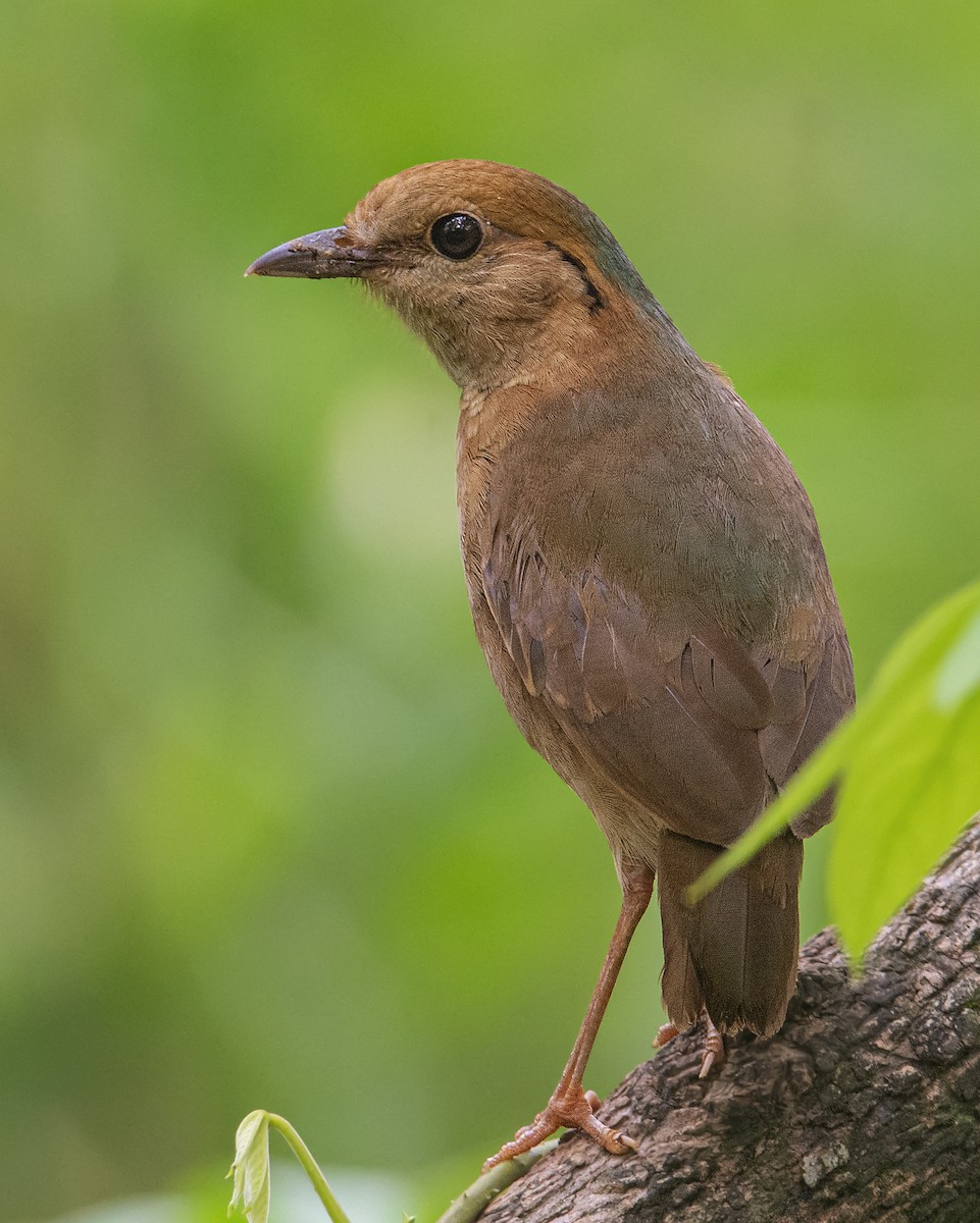 blånakkepitta - ML448839561