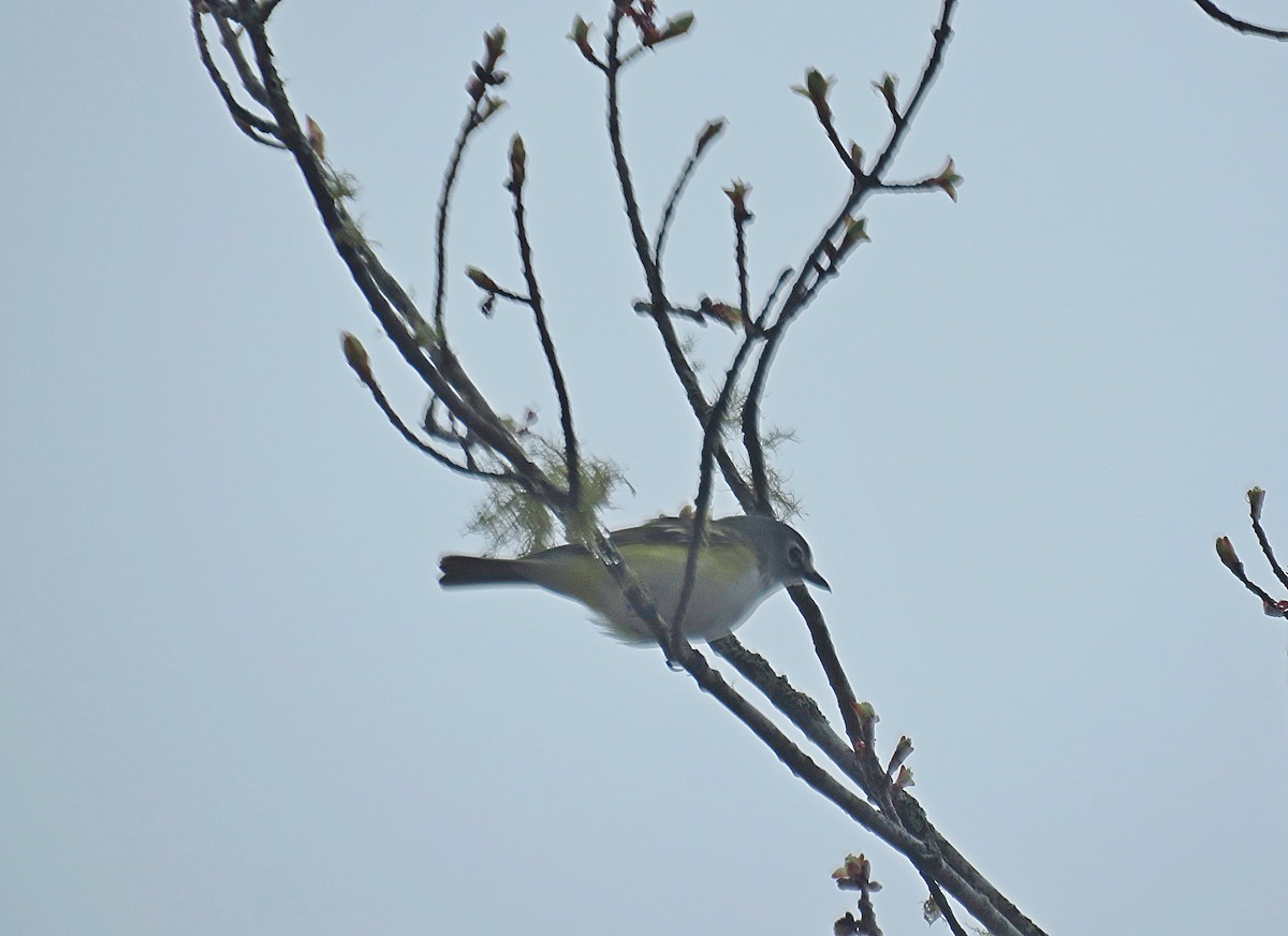 zelenáček brýlový - ML448840531