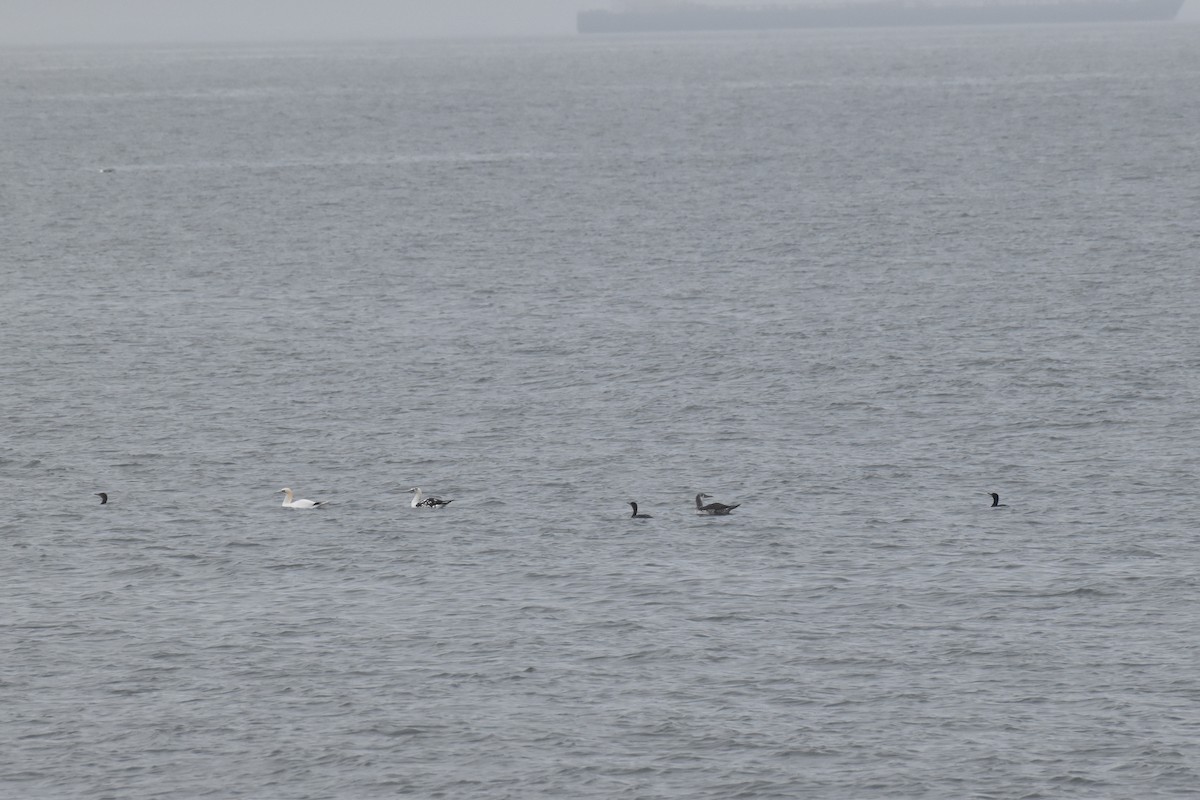 terej bílý - ML448842191