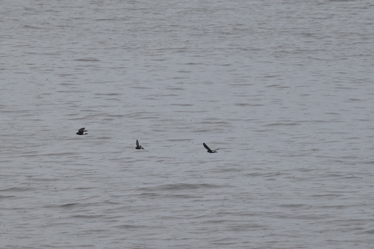 buřníček žlutonohý - ML448842401