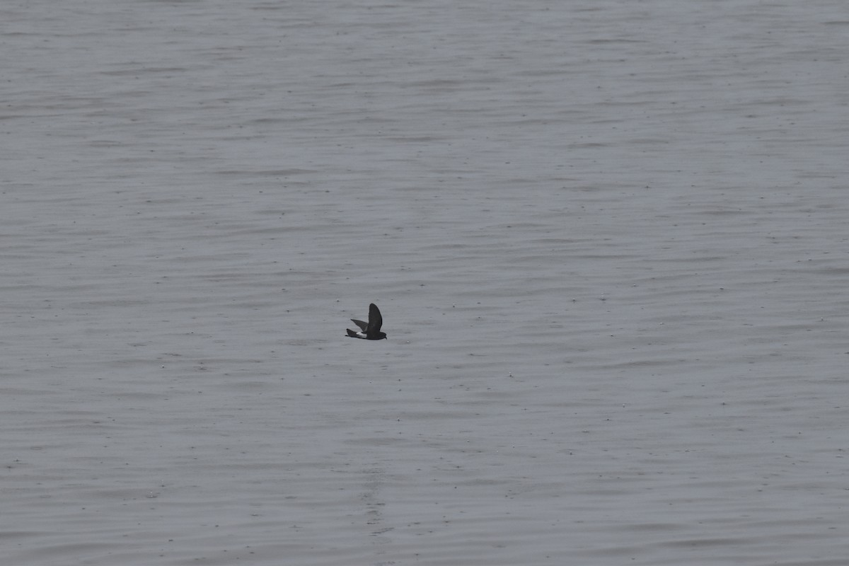 buřníček žlutonohý - ML448842411