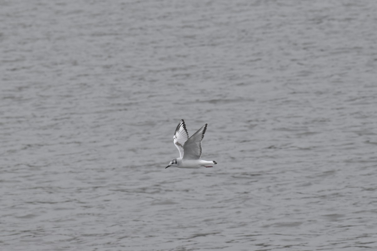 racek Bonapartův - ML448842861