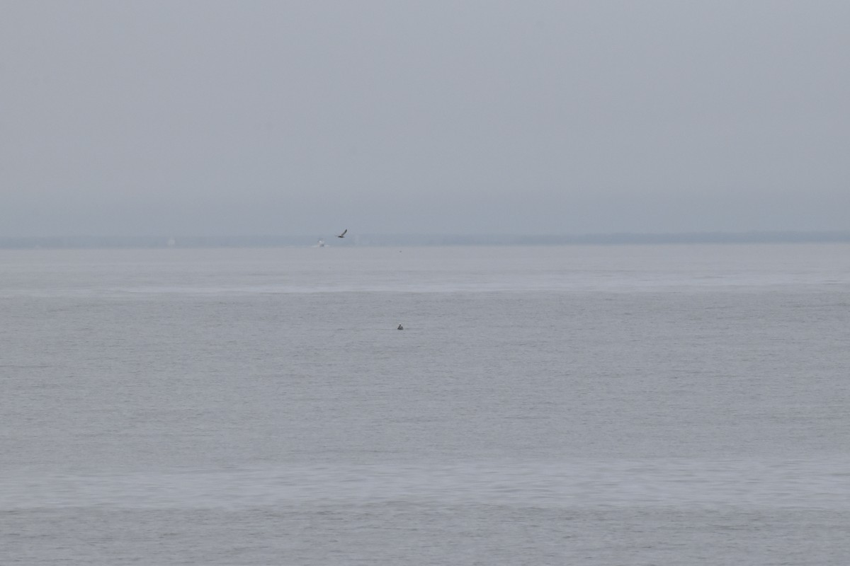 pelikán hnědý - ML448843041