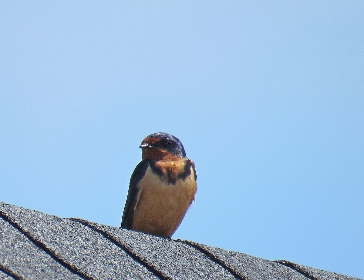 Barn Swallow - ML448843361