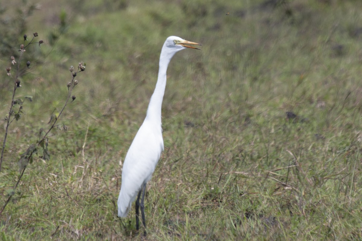 Medium Egret - Bent Rønsholdt