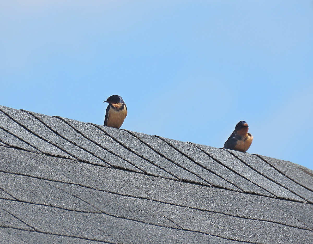 Barn Swallow - Laurel Amirault