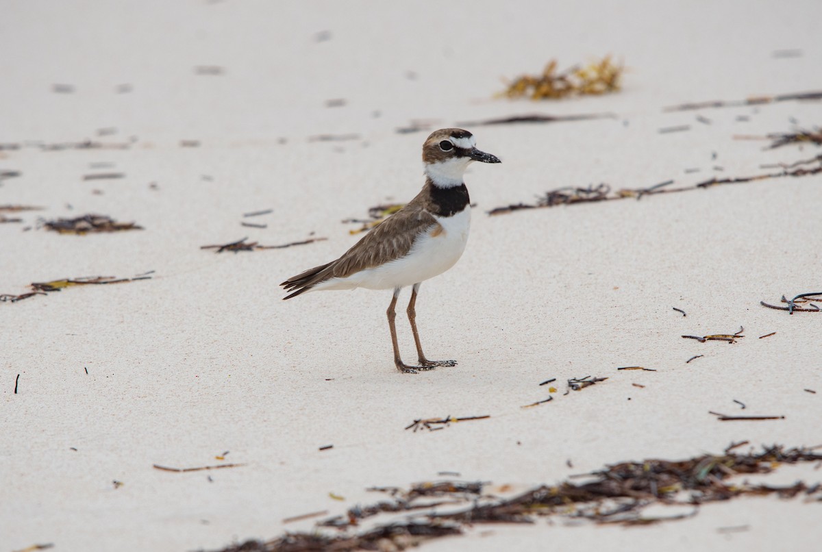 Wilson's Plover - ML448845141