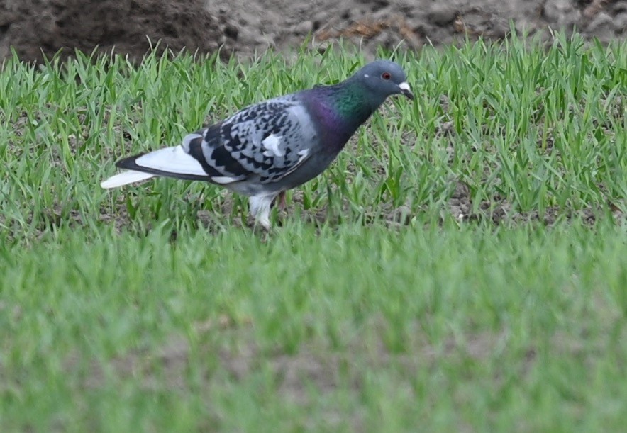Rock Pigeon (Feral Pigeon) - ML448845271