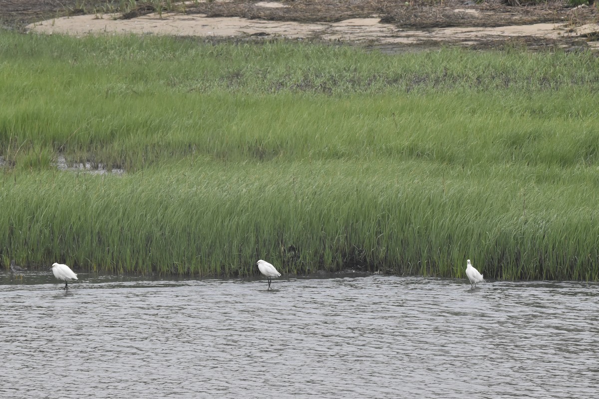 volavka bělostná - ML448845661