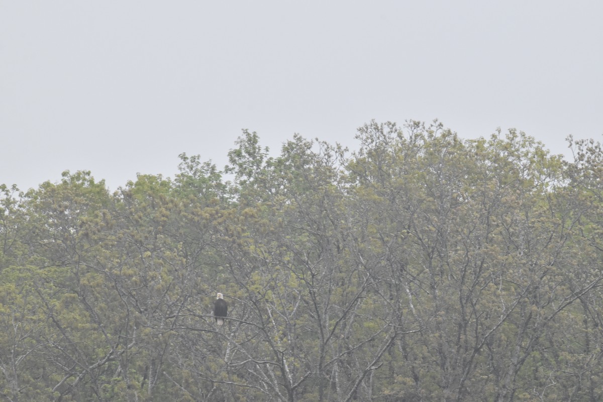 orel bělohlavý - ML448845671