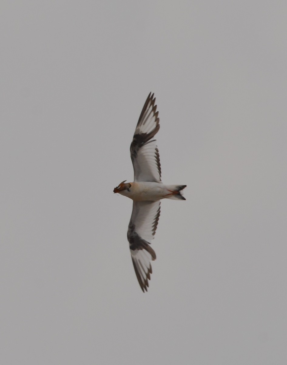 Gray Pratincole - Gabriel Jamie