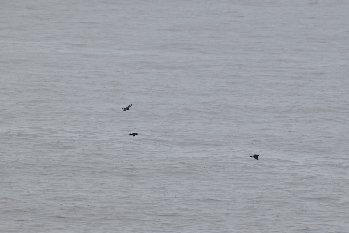 buřníček žlutonohý - ML448845961