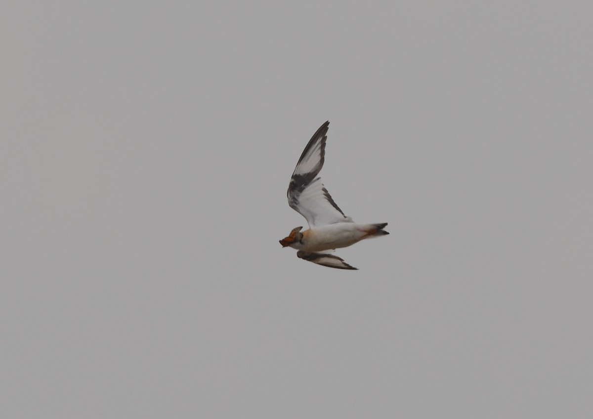 Gray Pratincole - ML448846031