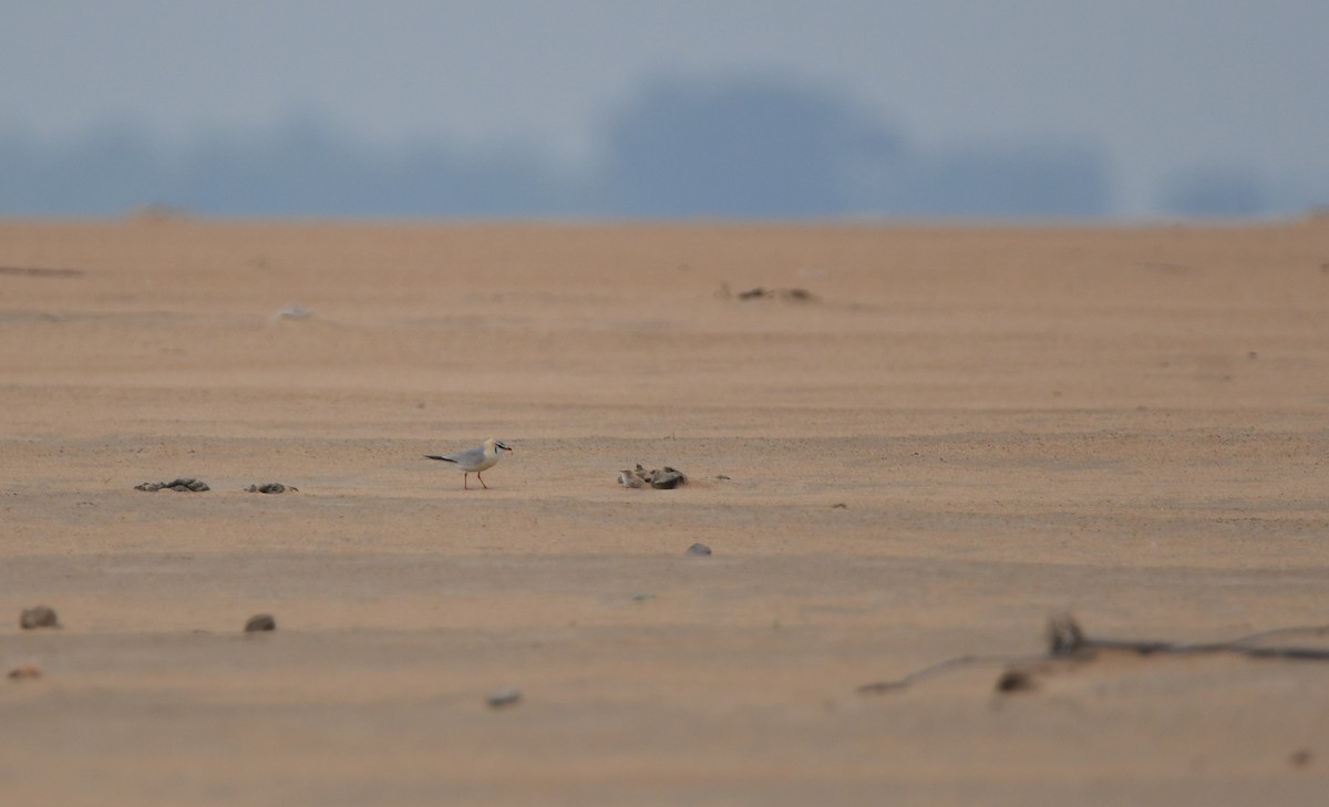 Gray Pratincole - ML448846251