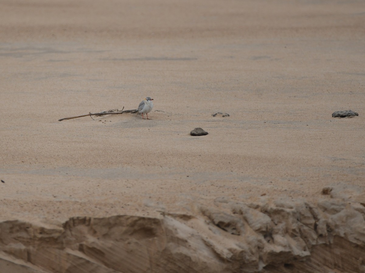 Gray Pratincole - ML448846381