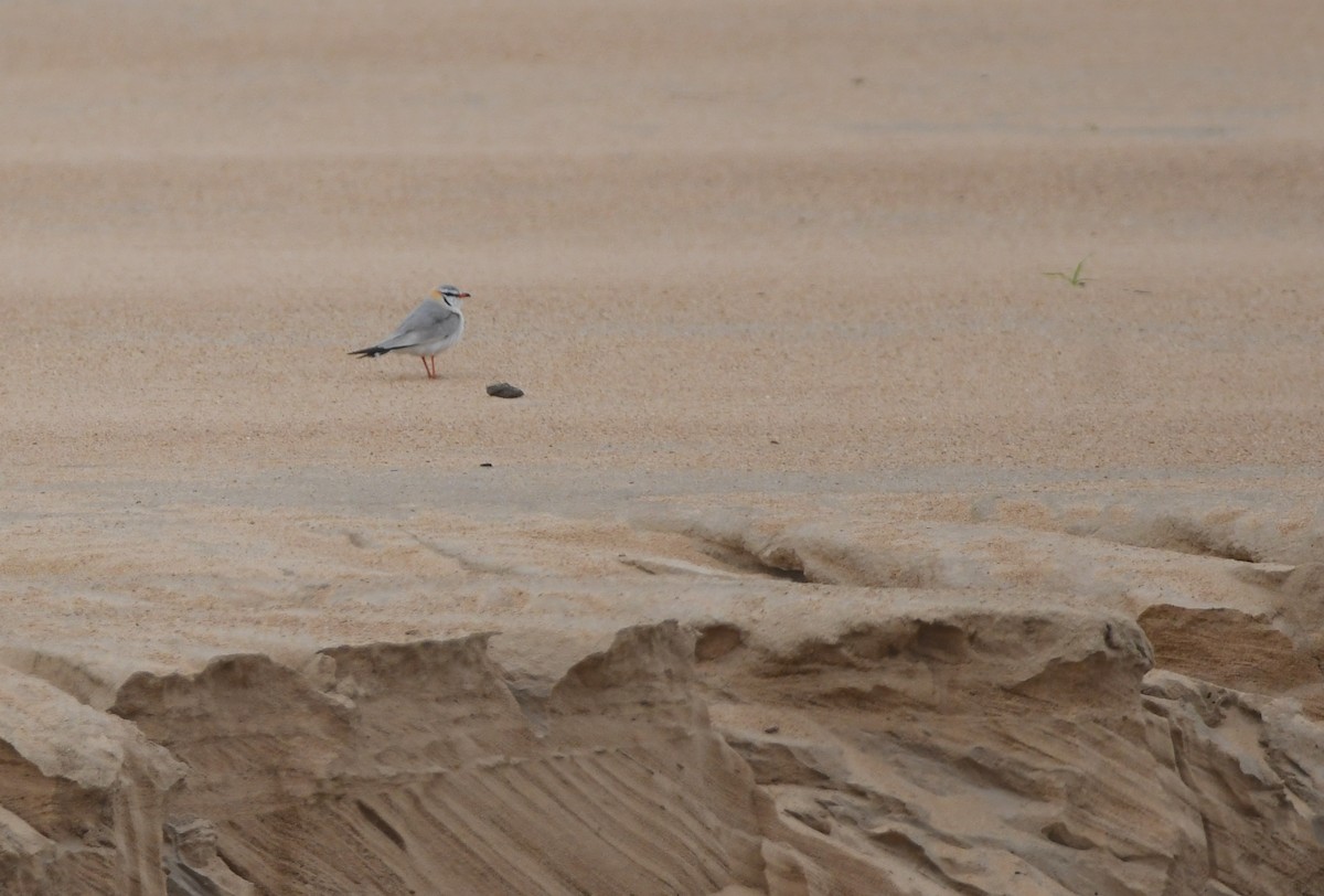 Gray Pratincole - ML448846721