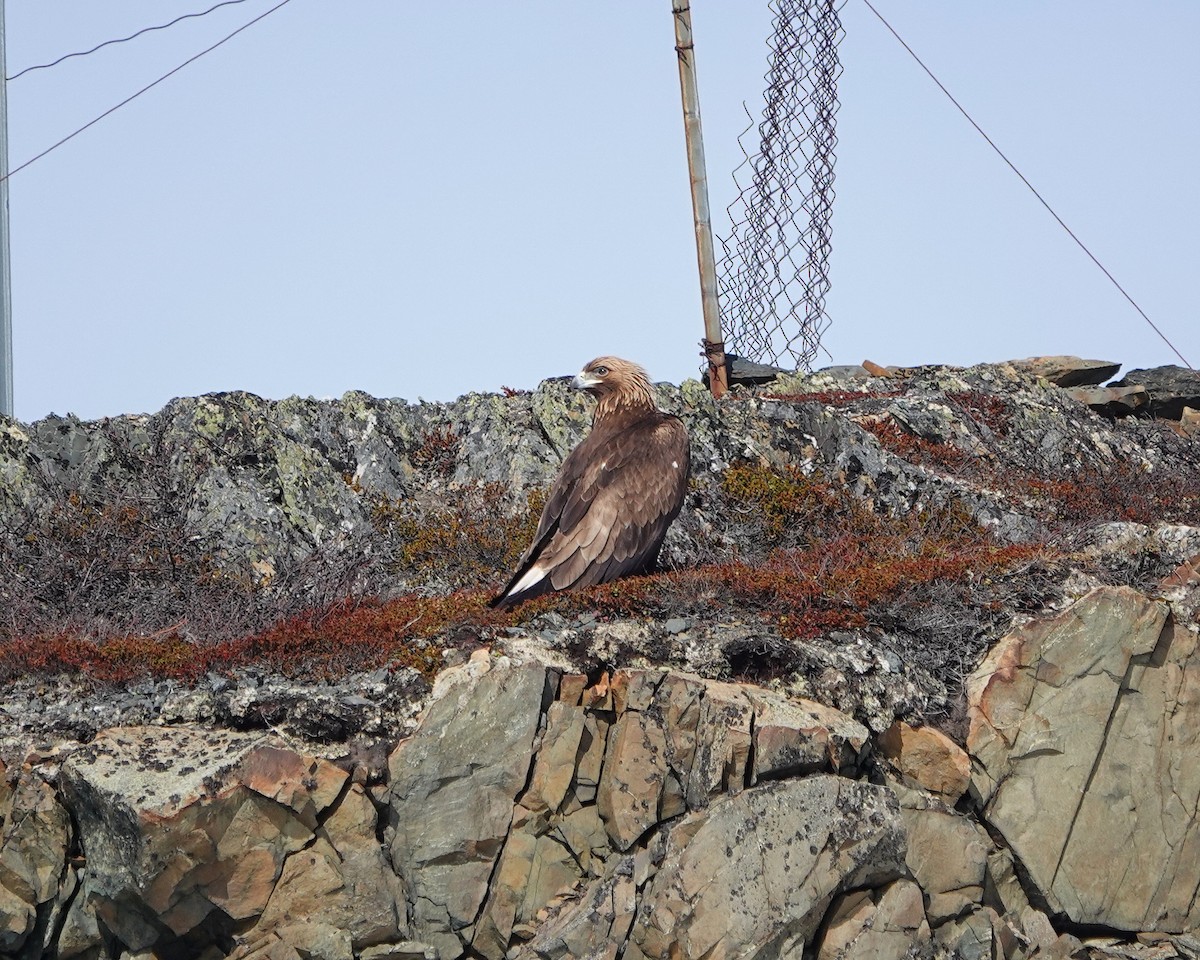 Golden Eagle - ML448846731