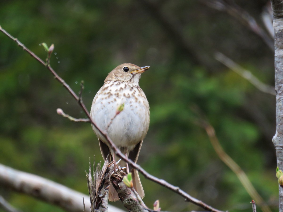 Hermit Thrush - ML448846871