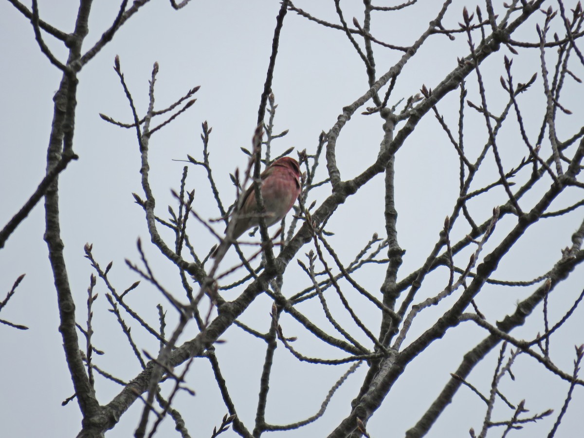 Purple Finch - ML448849621