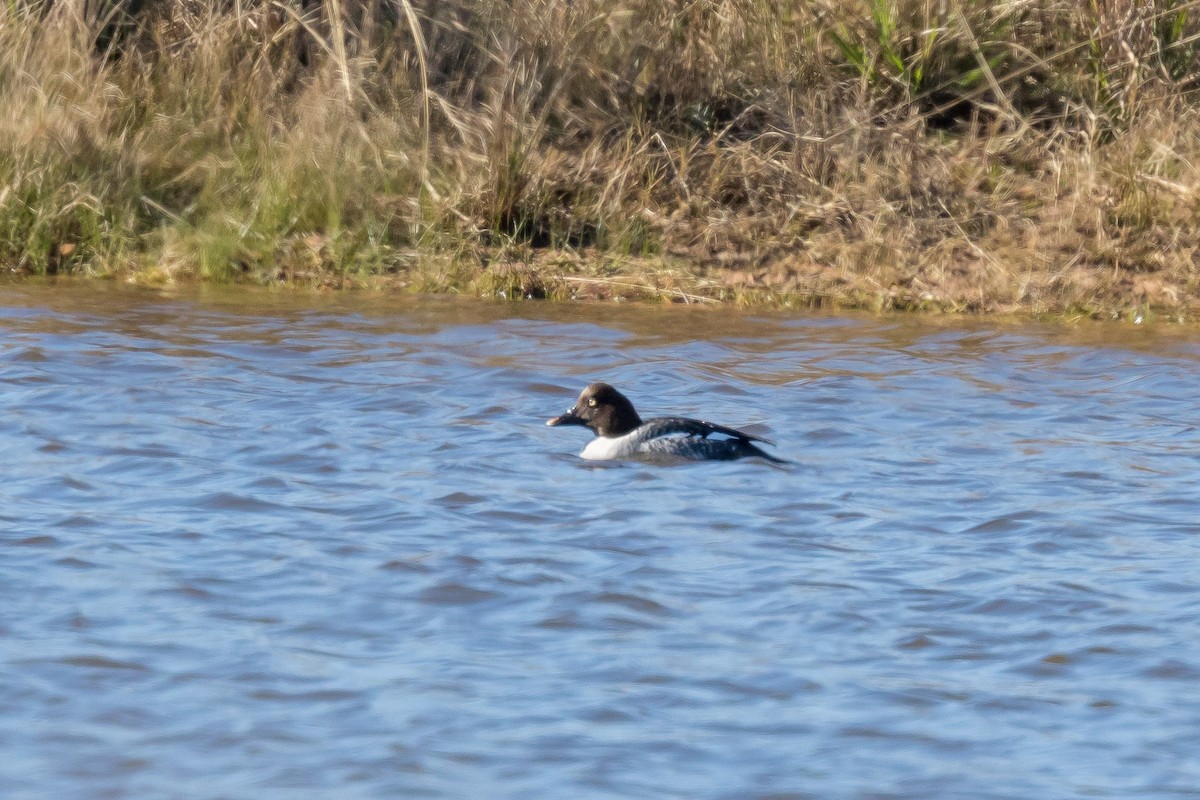 Common Goldeneye - ML44885061