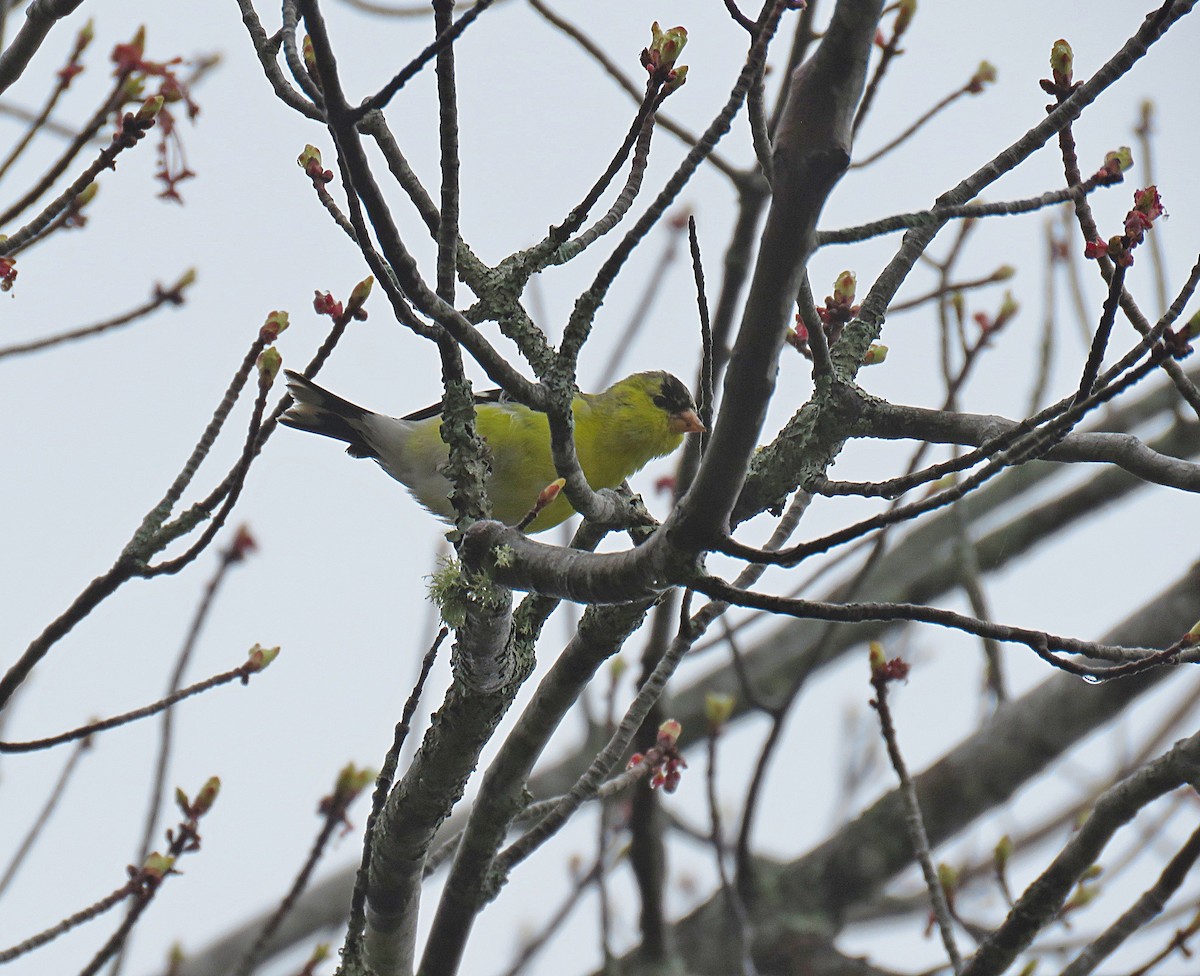 American Goldfinch - ML448851091