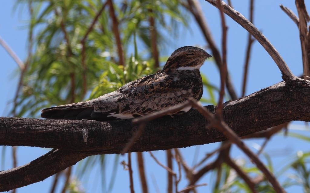 Common Nighthawk - Christopher Pipes