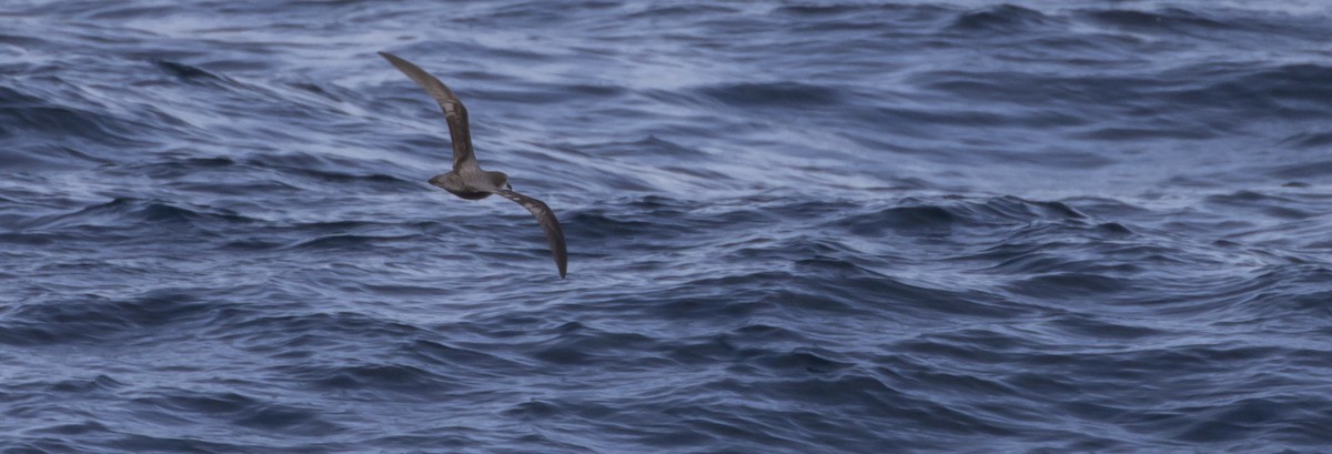 Murphy's Petrel - ML448851711