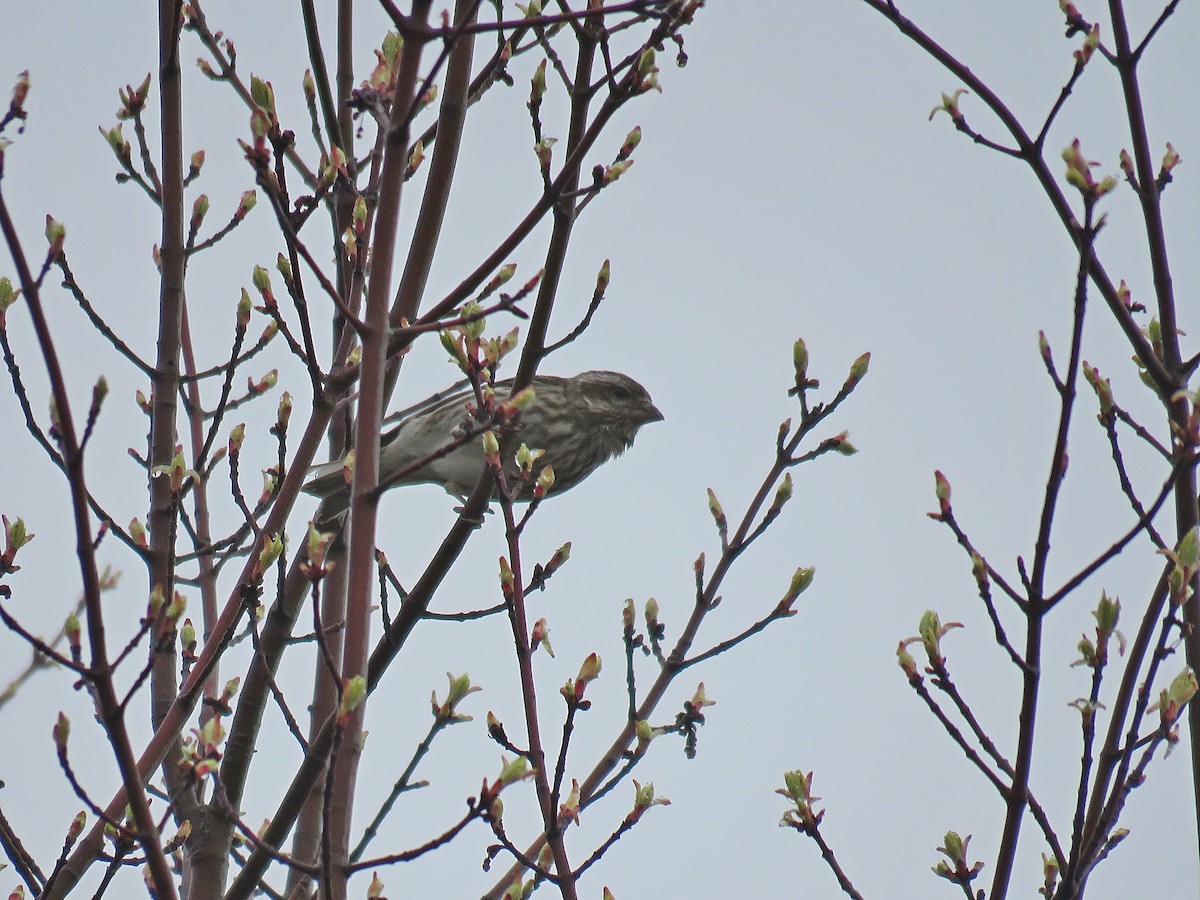 Purple Finch - ML448852571