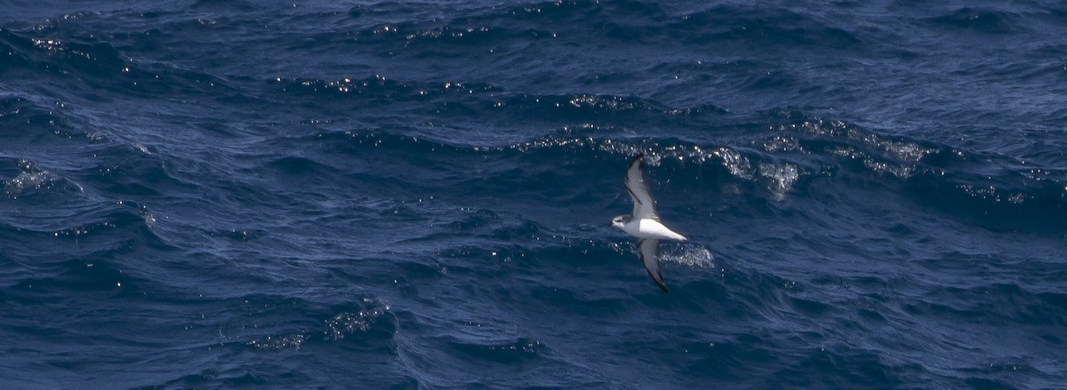 Cook's Petrel - Caleb Putnam