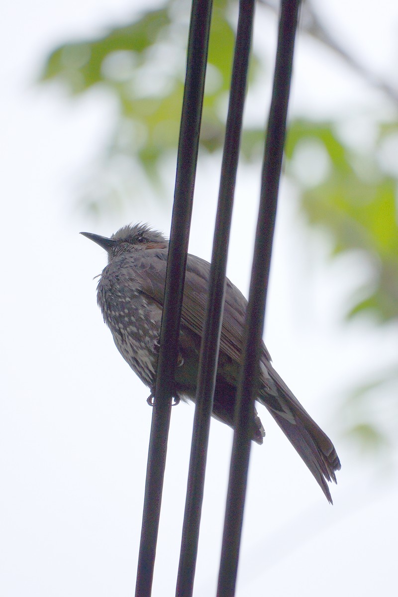 Brown-eared Bulbul - ML448854111