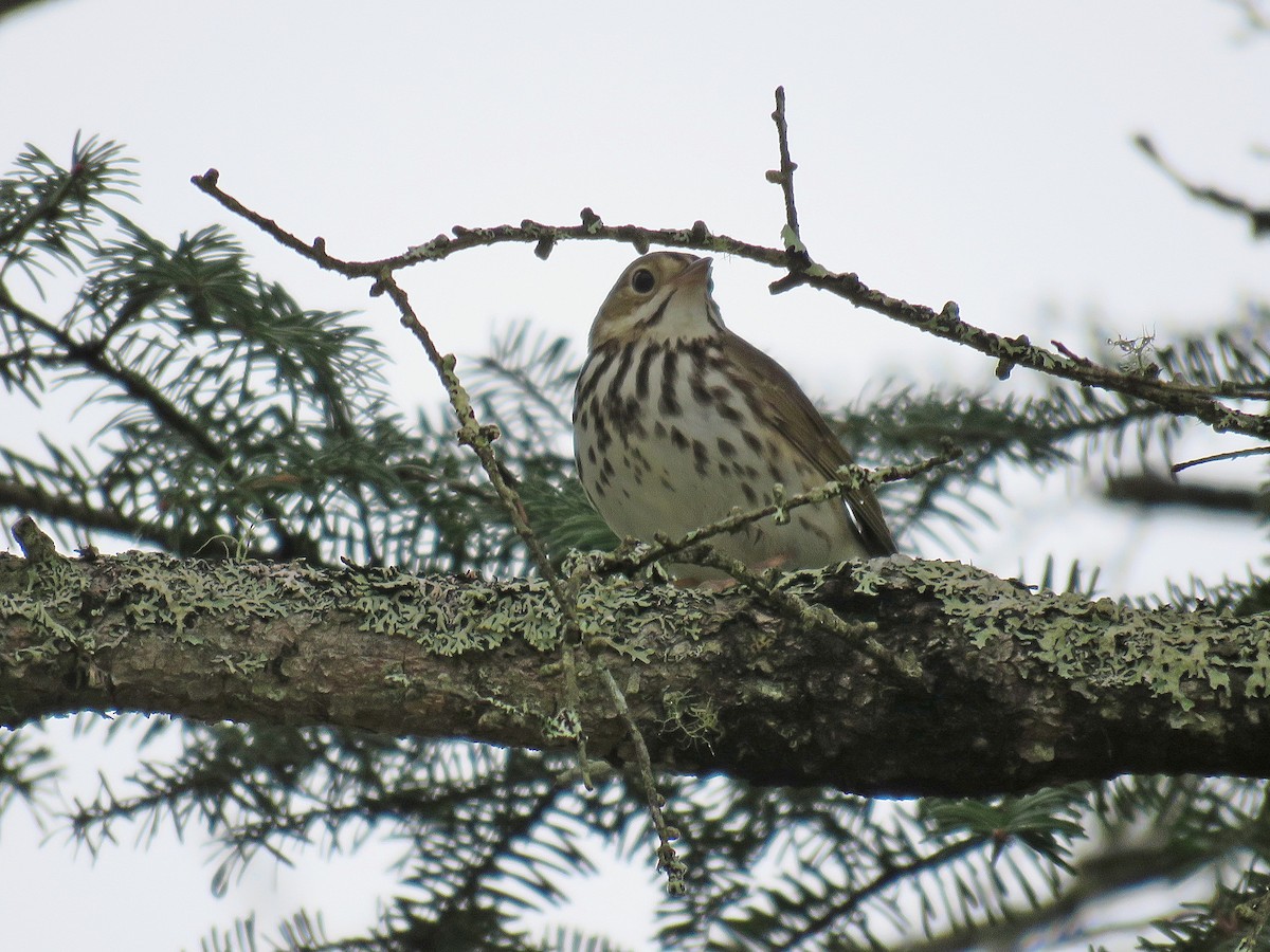 Ovenbird - ML448854371
