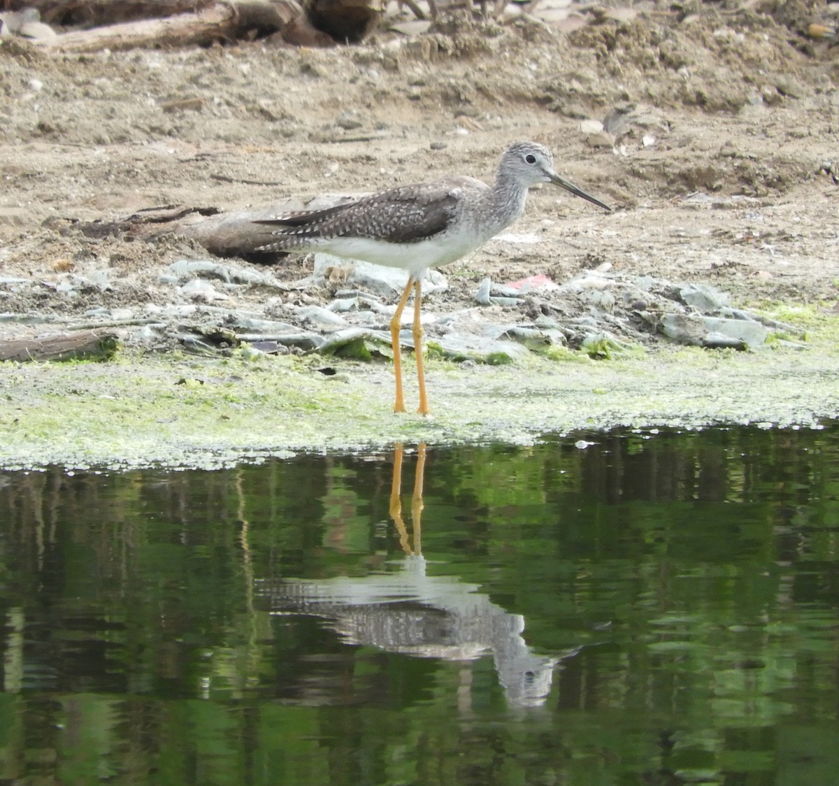 Greater Yellowlegs - Luis Zuñiga /Horses Cartagena tours