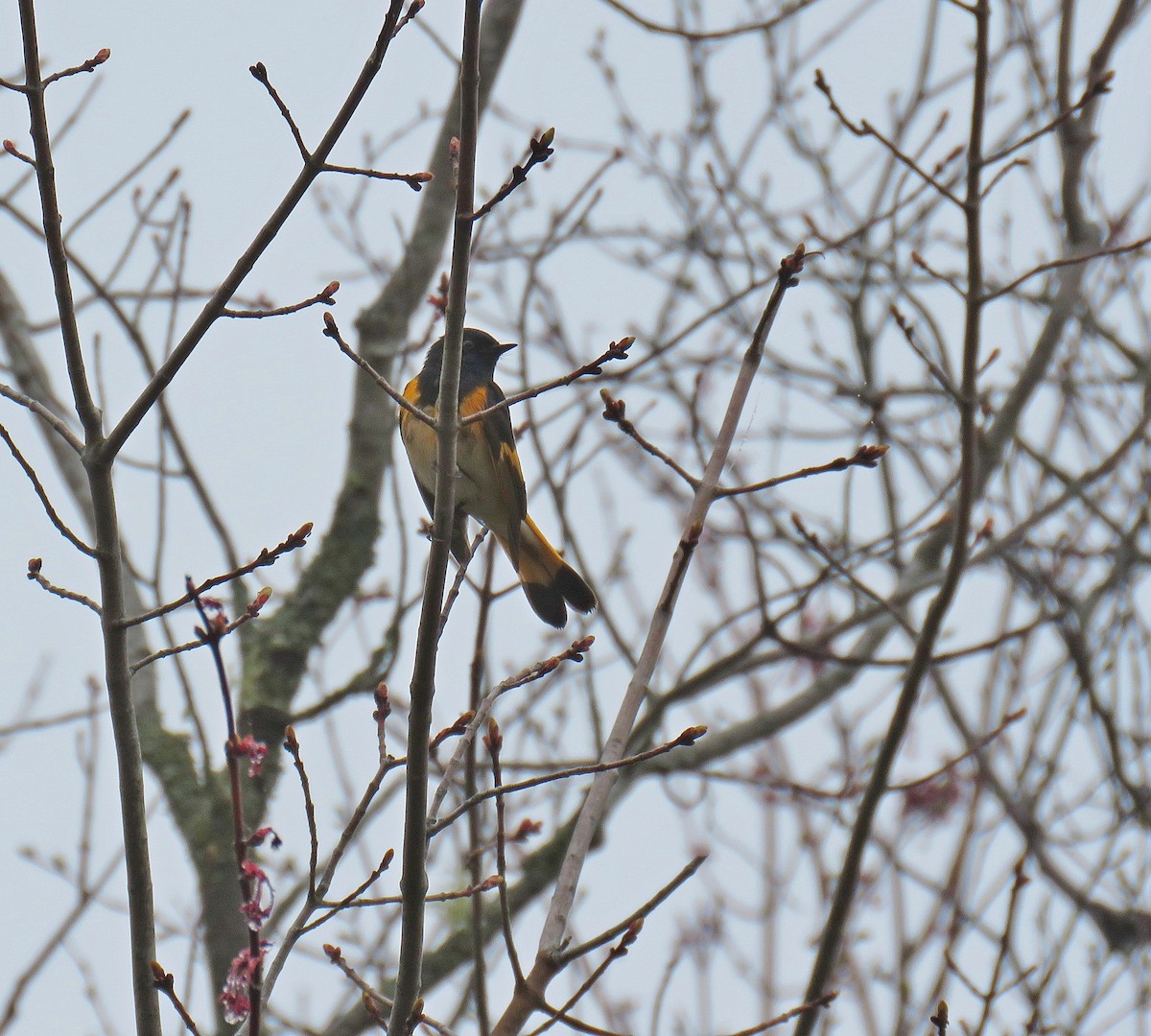 American Redstart - ML448858781