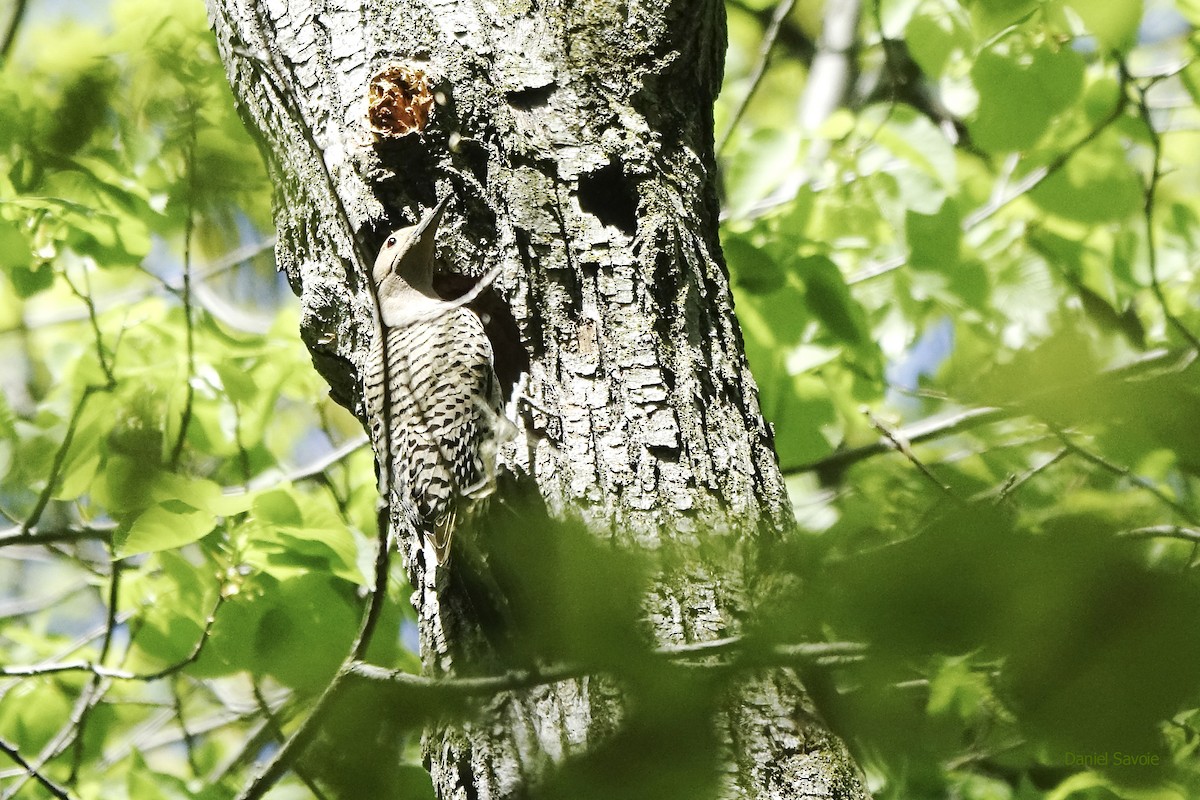 Northern Flicker - Daniel Savoie