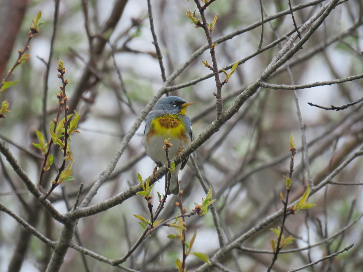 Northern Parula - ML448860911