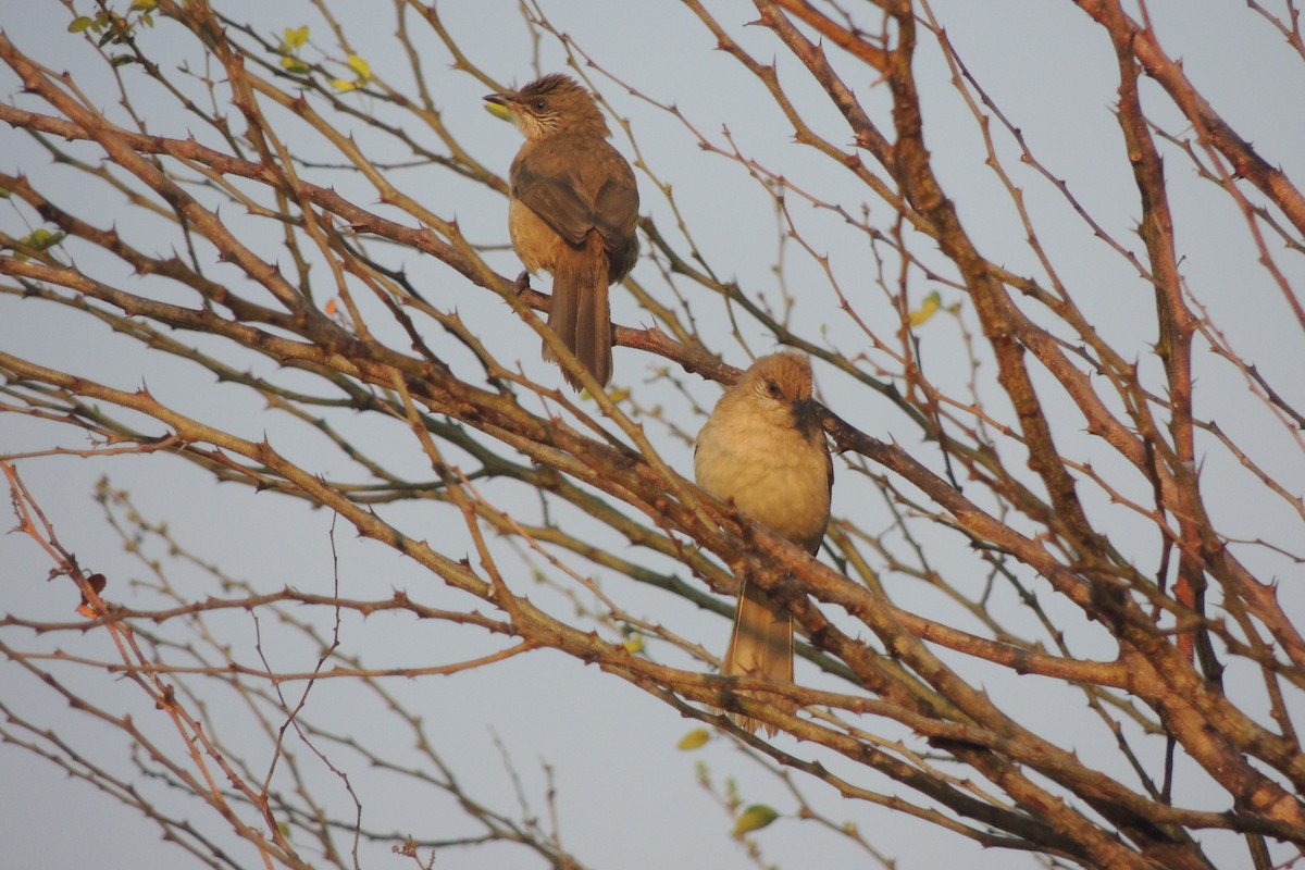 Streak-eared Bulbul - ML44886131