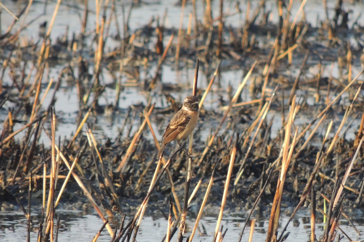 Amur Stonechat - ML44886201