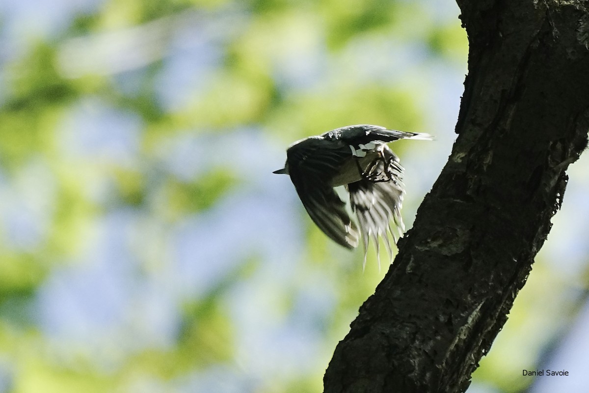 White-breasted Nuthatch - ML448862591