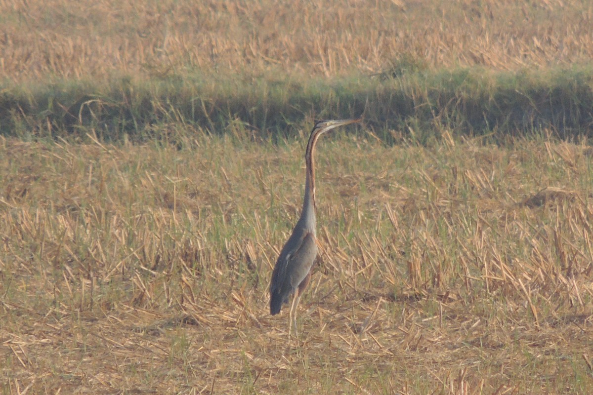 Purple Heron - ML44886341