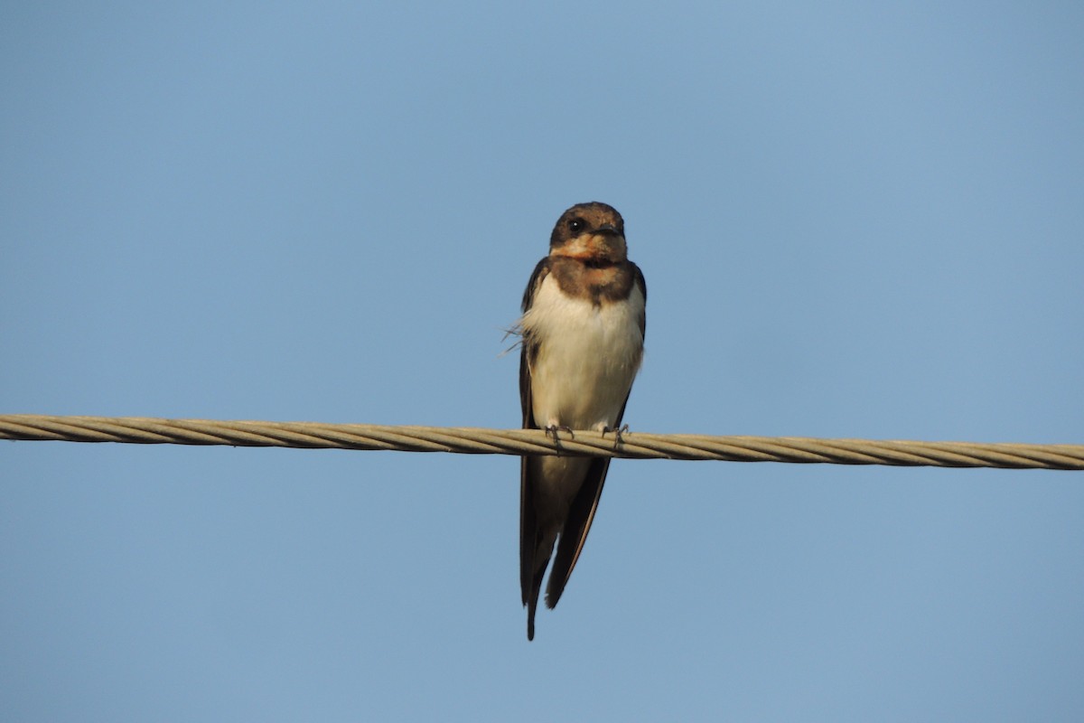 Barn Swallow - ML44886391