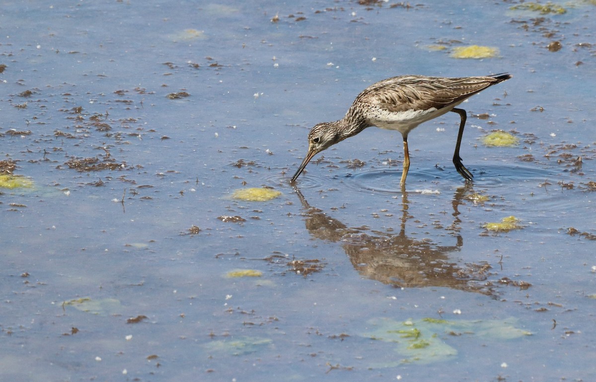 Common Greenshank - David Santamaría Urbano