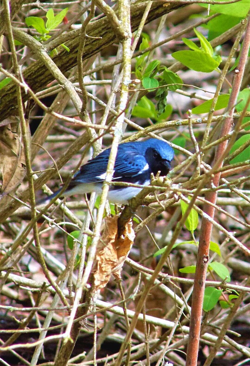 Black-throated Blue Warbler - ML448864971