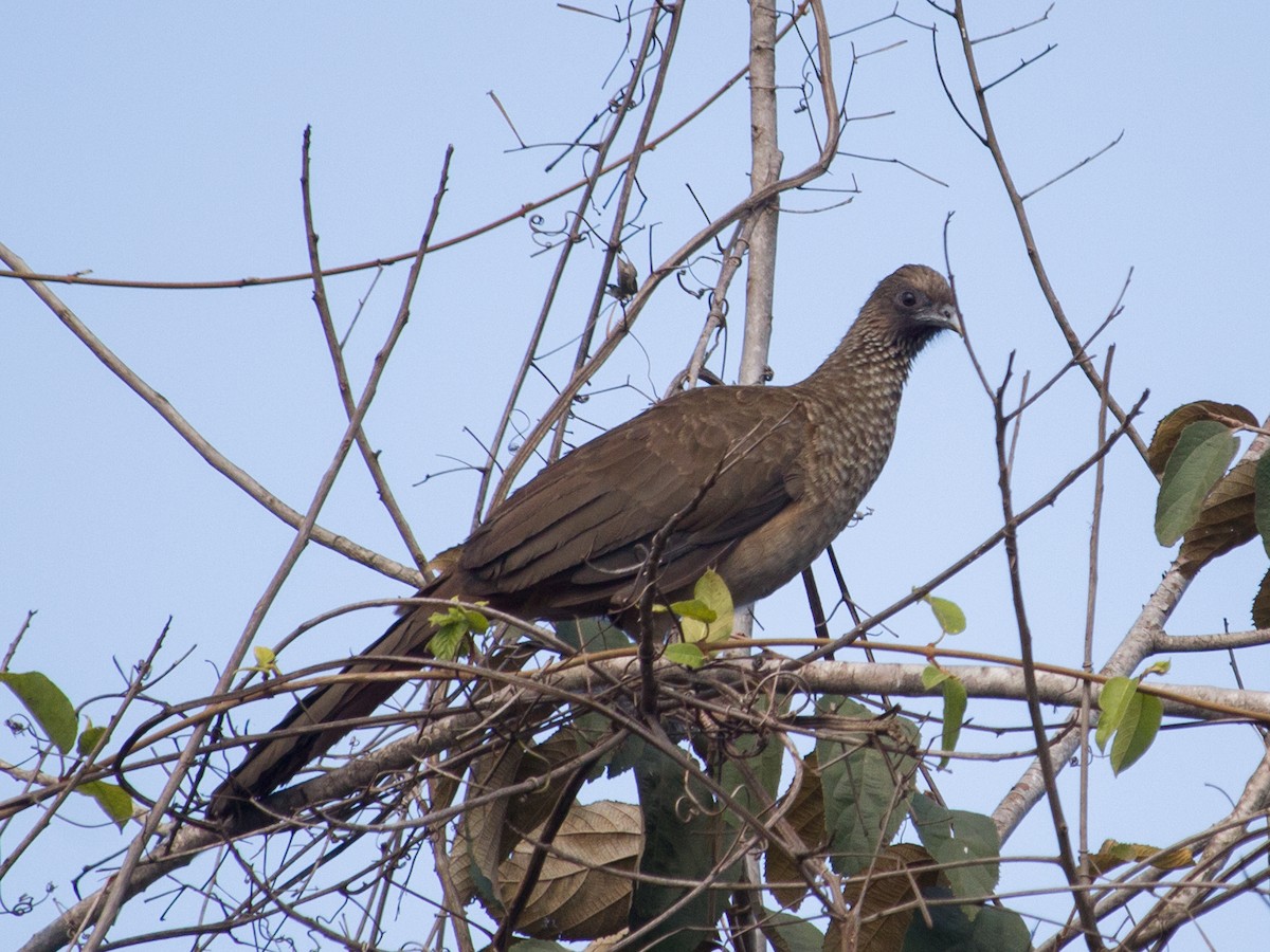 Speckled Chachalaca (Parana) - ML448865481