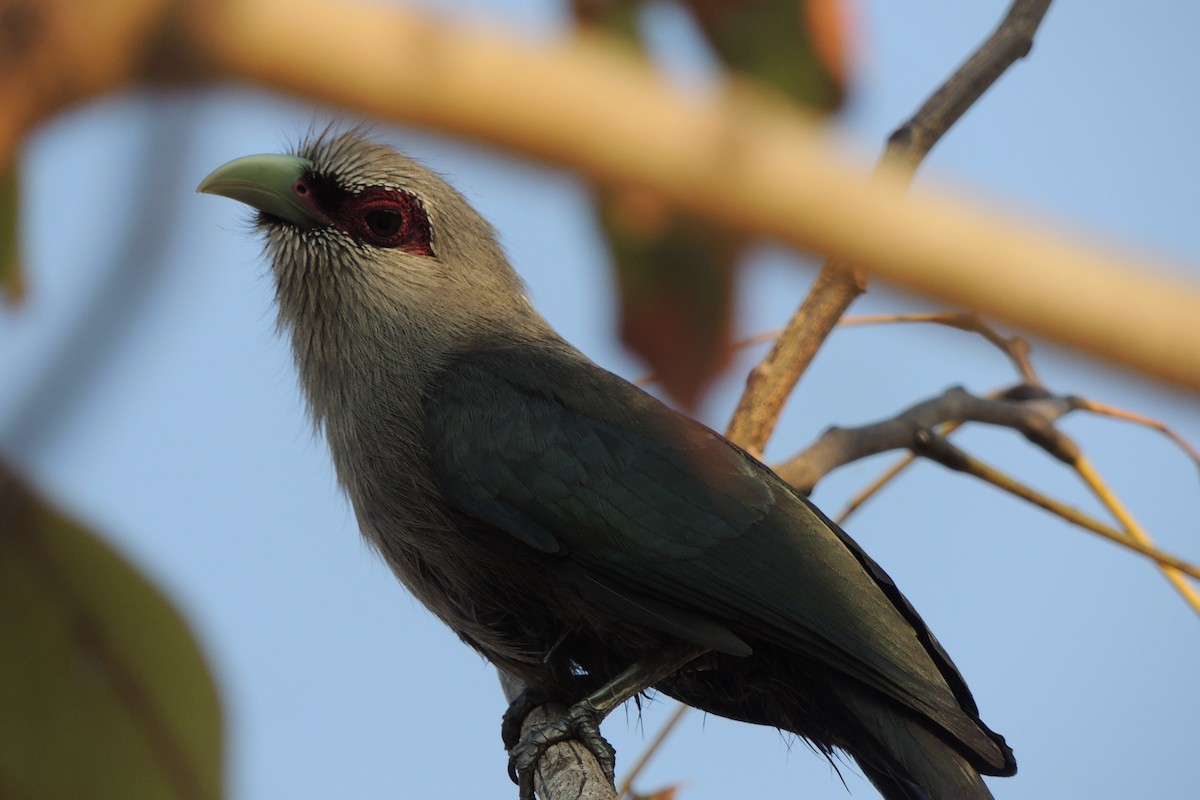 Green-billed Malkoha - ML44886581