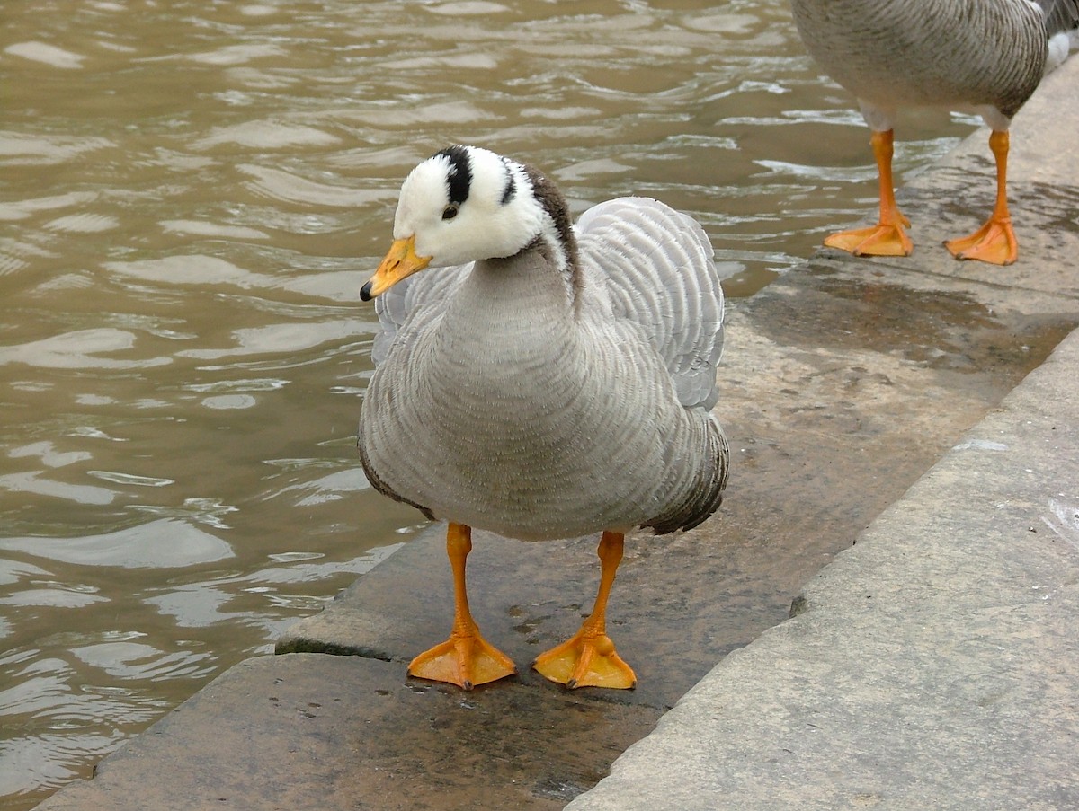 Bar-headed Goose - ML448866101