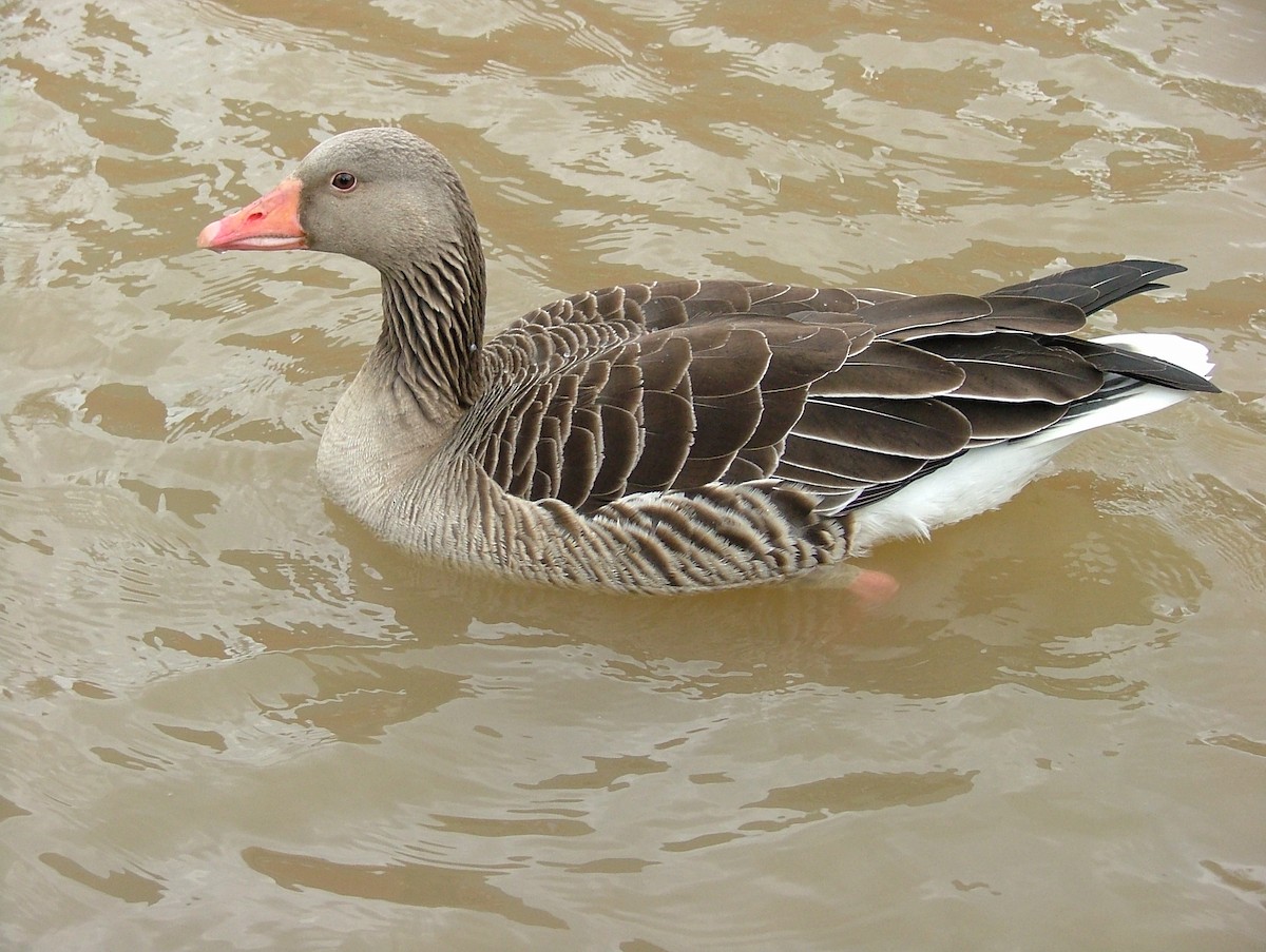 Graylag Goose - ML448866361